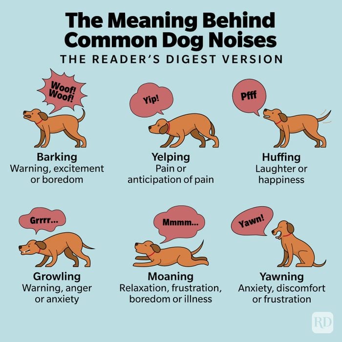 The Meaning Behind Weird Noises Your Dog Makes