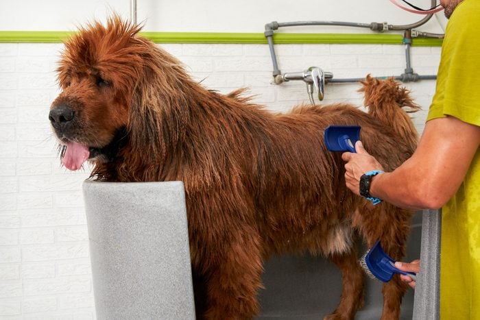 Dog Groomer Brushing A Tibetan Mastiff With An Animal Brush After A Shower