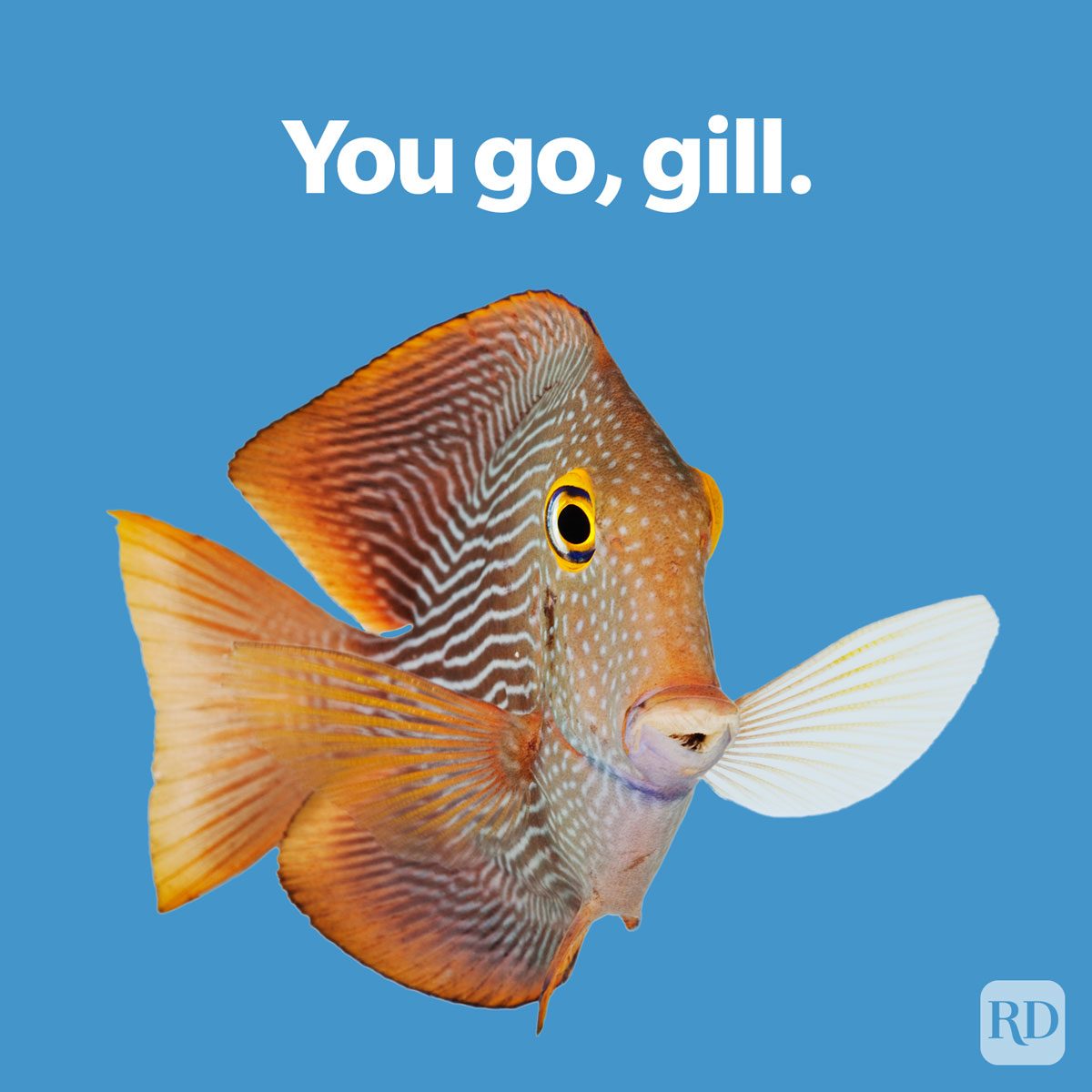 fish joke on blue background: You go, gill.