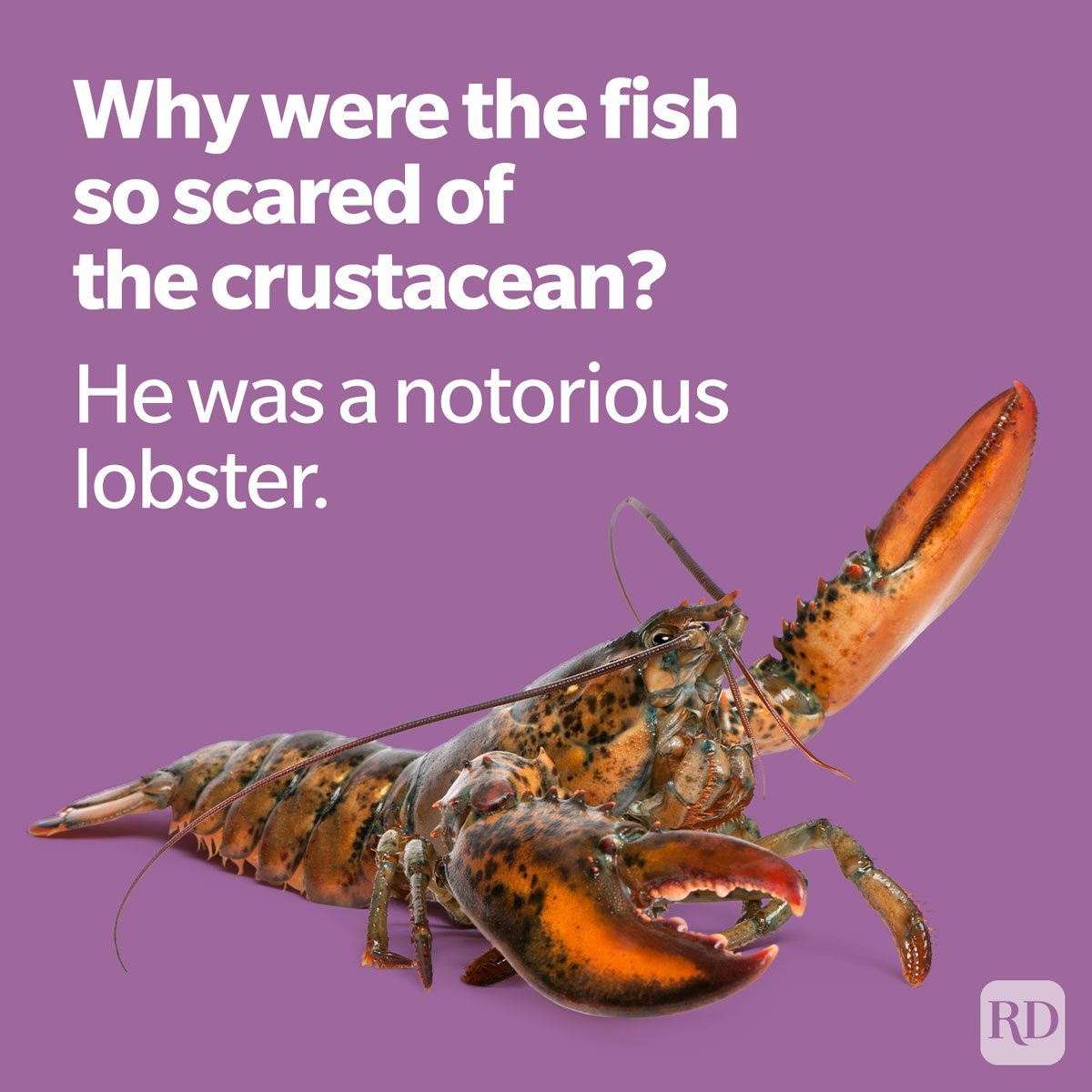joke about a notorious lobster on purple background