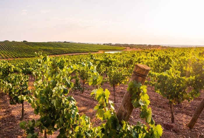 Vines in a vineyard in Alentejo region, Portugal, at sunset