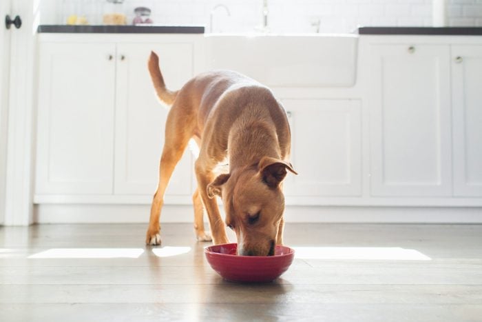 Front view of tan coloured dog in kitchen eating from red bowl