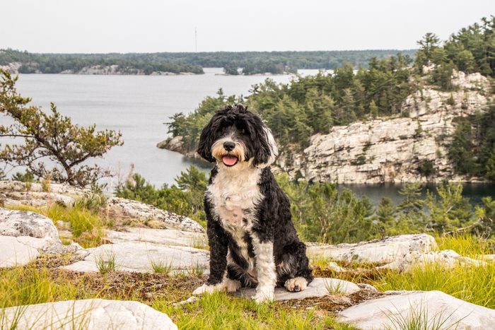 dog at the lookout at Covered Portage, Ontario, Canada