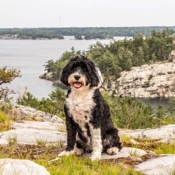 dog at the lookout at Covered Portage, Ontario, Canada