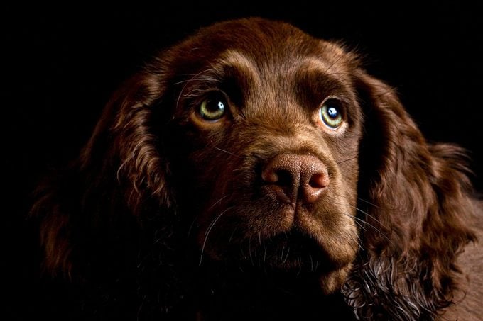 dramatic close portrait of a cocker spaniel looking away