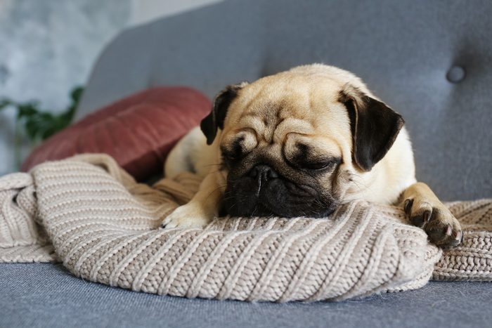 Adorable pug doggy with black ears and sad eyes lying on a sofa.