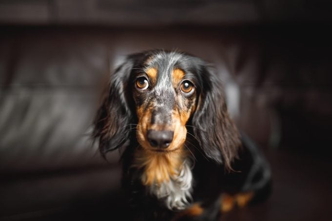 cute Dachshund sitting on a leather couch with face illuminated in a dimly lit, moody interior