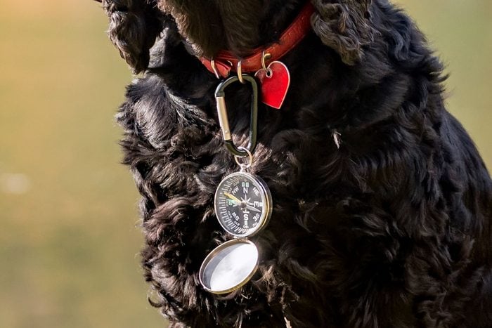 black dog wearing a compass on his collar