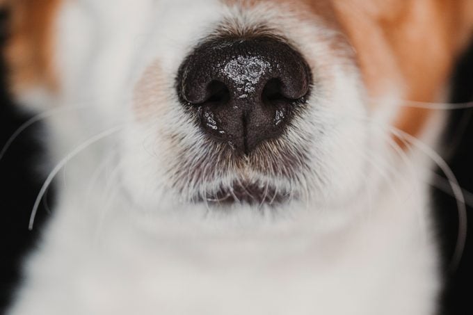 close up view of a dog snout