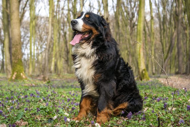 A picture of an standing adult Bernese Mountain Dog during the walk among spring flowers in the forest