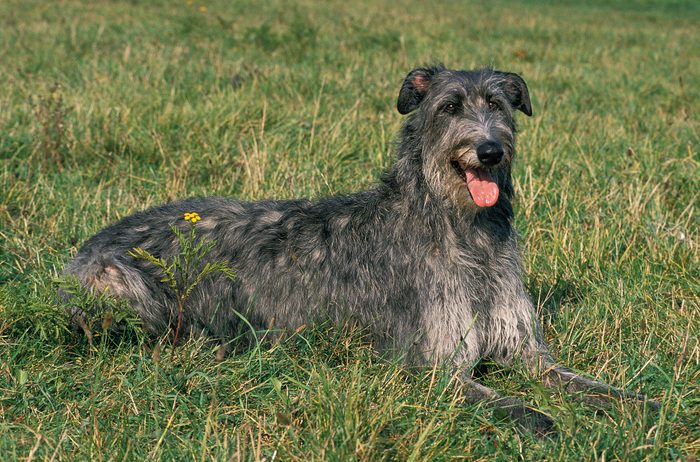 Scottish Deerhound, Dog Laying on Grass
