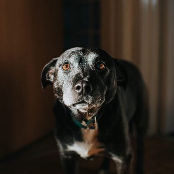 A black dog stands with face illuminated in a moodly, dim lit interior