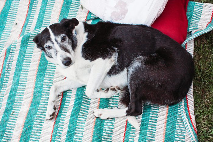 senior dog resting on a striped blanket on the ground looking at camera