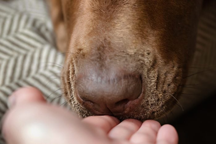 Close-up of Dog Sniffing Hand