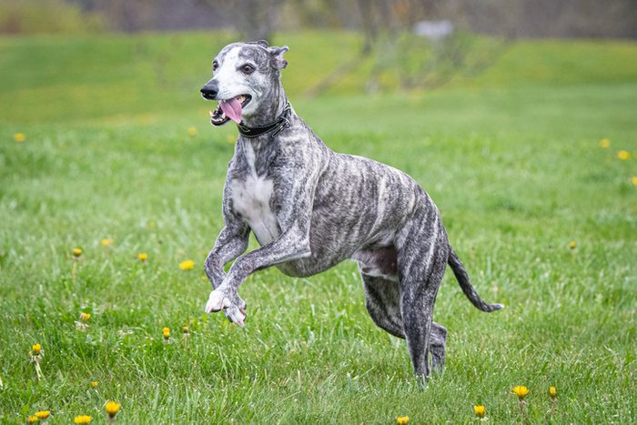 Side view of whippet running on grassy field