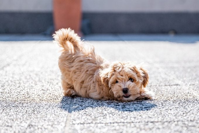 Little cute maltipoo puppy