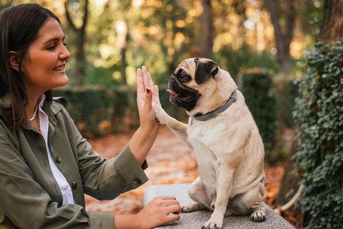 young woman teaching how to paw her pug