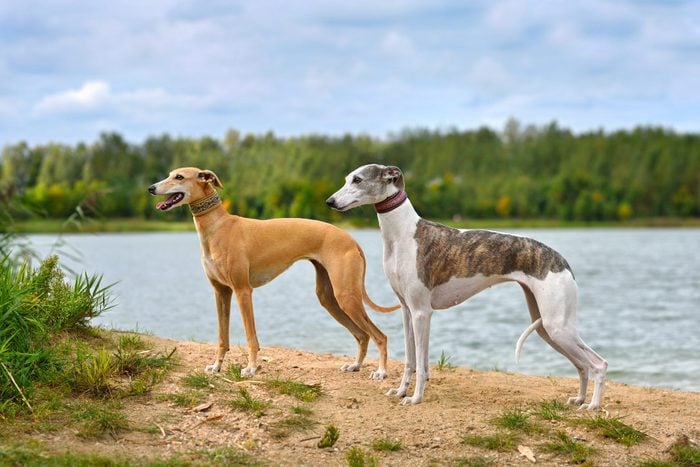Two English Whippets