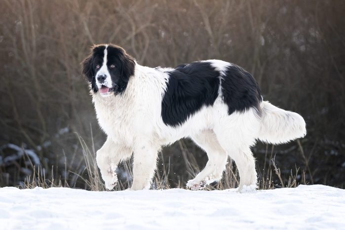 A black and white Newfoundland dog walks in the snow
