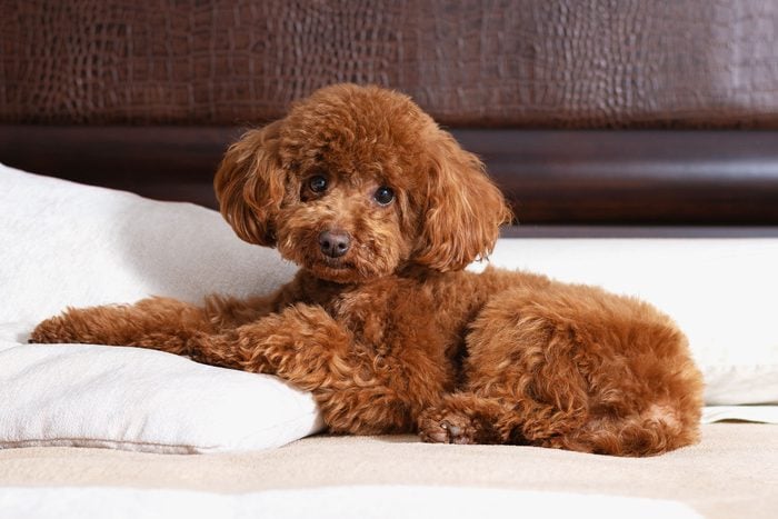 Toy Poodle in bed