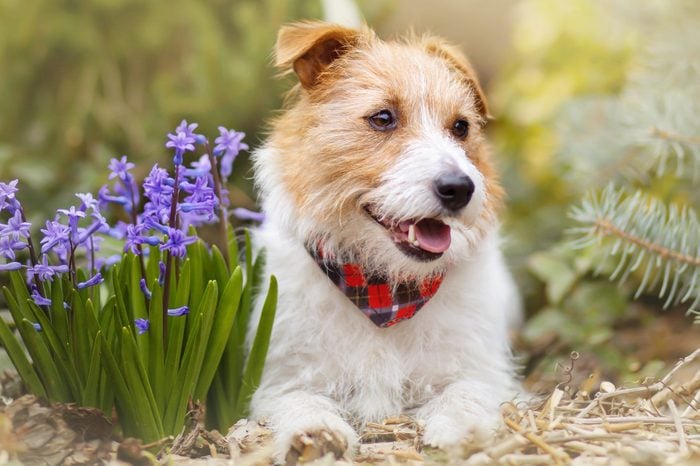 Happy cute pet dog smiling easter flowers in spring