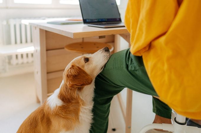 dog leaning on its owner's leg while they sit at a desk
