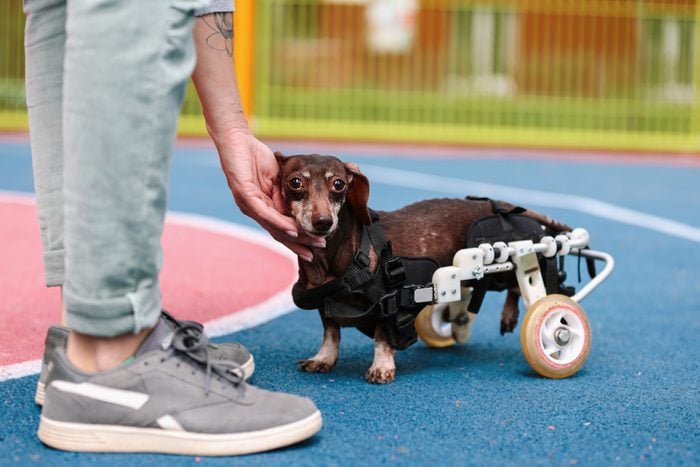 Disabled Chocolate Dachshund Dog Walking With Wheelchair On Playground
