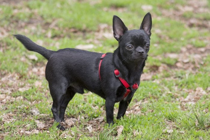 Cute mini chihuahua puppy is standing on a green grass in the spring park and looking at the camera. Teacup puppy. Pet animals.