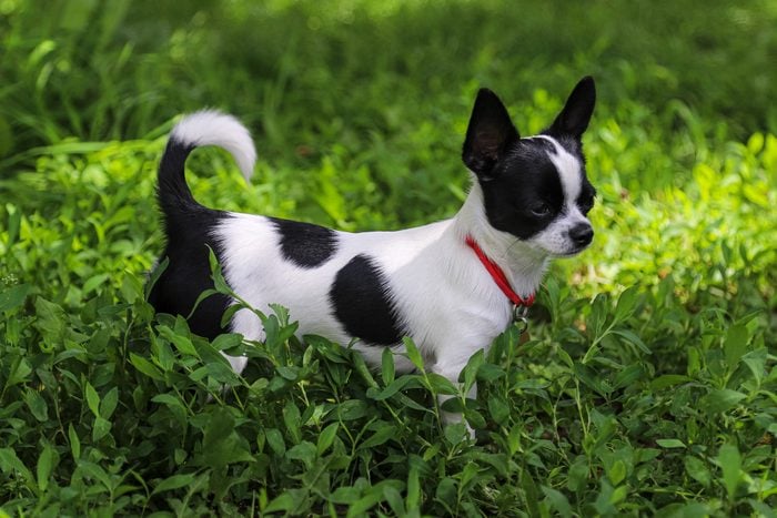 Cute small black and white Chihuahua dog on a green lawn