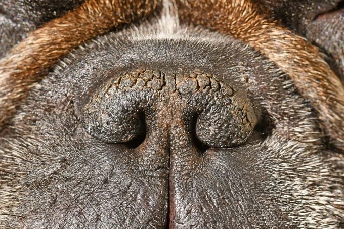 Dry nose of a French Bulldog
