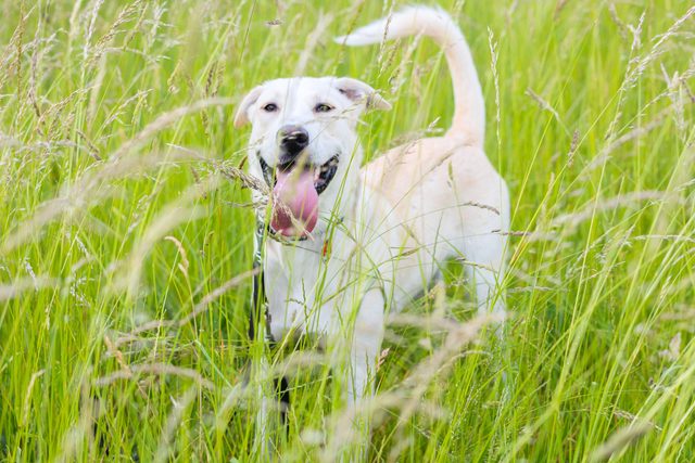 dog walking through tall grass