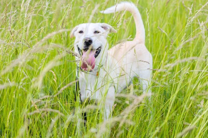 dog walking through tall grass