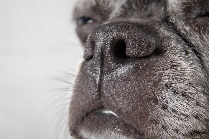 Black dog nose close up.