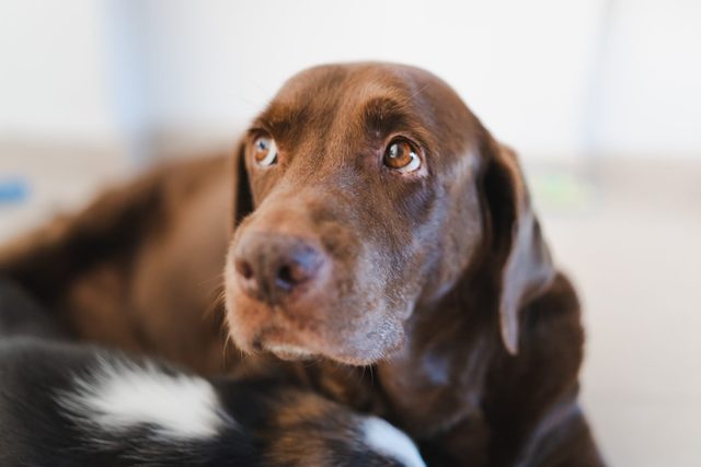 portrait of Labrador retriever dog with big eyes.