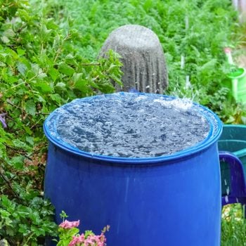 A blue barrel for collecting rainwater. Collecting rainwater in plastic container. Collecting rainwater for watering the garden. Ecological collection of water for crop irrigation.