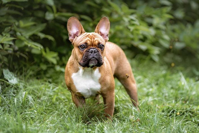 Portrait of young french bulldog dog on green grass in forest