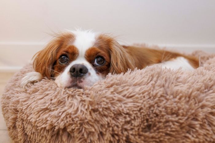 A Cavalier King Charles Spaniel naps on a dog bed