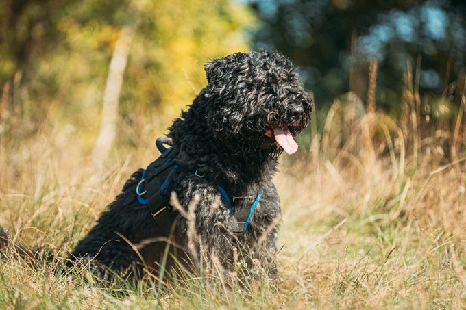Bouvier des Flandres funny sitting outdoor in dry grass in sunny autumn day. Funny Bouvier des Flandres herding dog breed sitting in dry grass