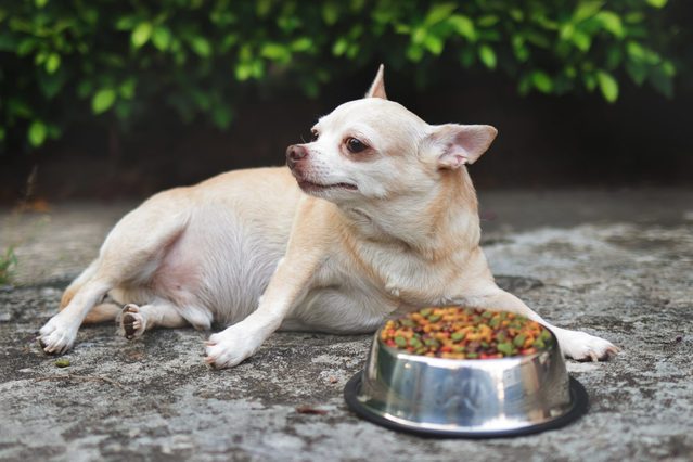 Sad or sick Chihuahua dog get bored of food. Chihuahua dog lying down by the bowl of dog food and ignoring it. Pet's health and behavior concept.