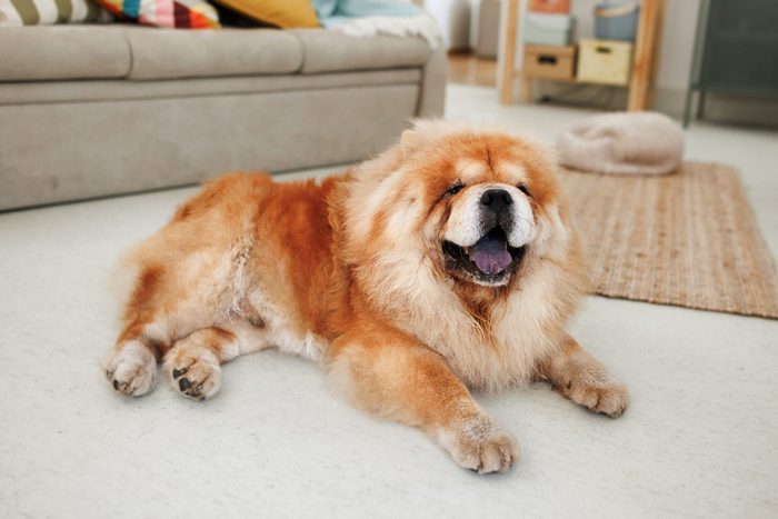 Chow chow dog laying on the floor in a cozy apartment