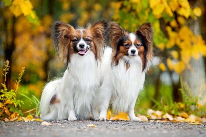 two Papillon dogs in autumn