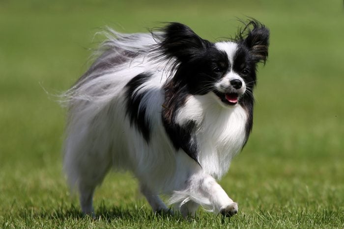 The Papillon, also called the Continental Toy Spaniel,