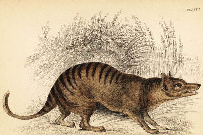 Tasmanian tiger or thylacine