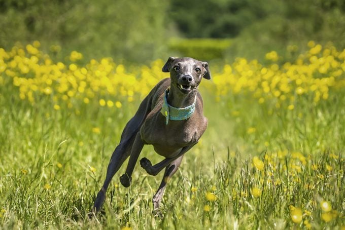 Italian Greyhound Dog - in action running left to right in a meadow