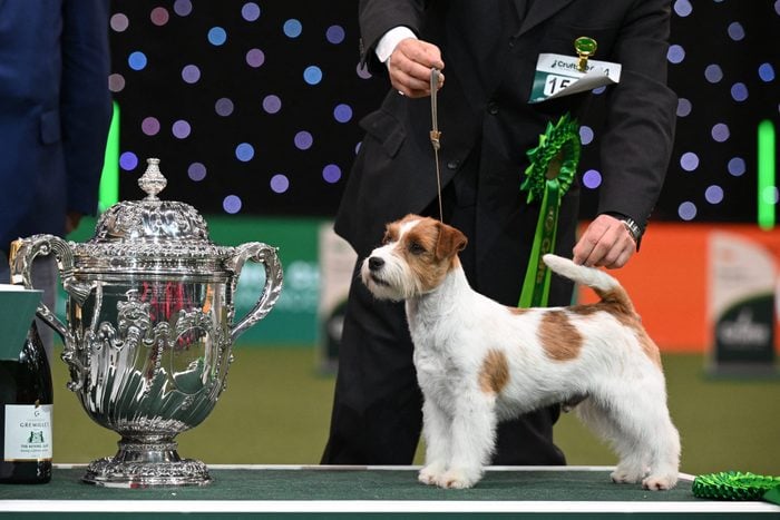 BRITAIN-LIFESTYLE-ANIMAL-DOGS-CRUFTS