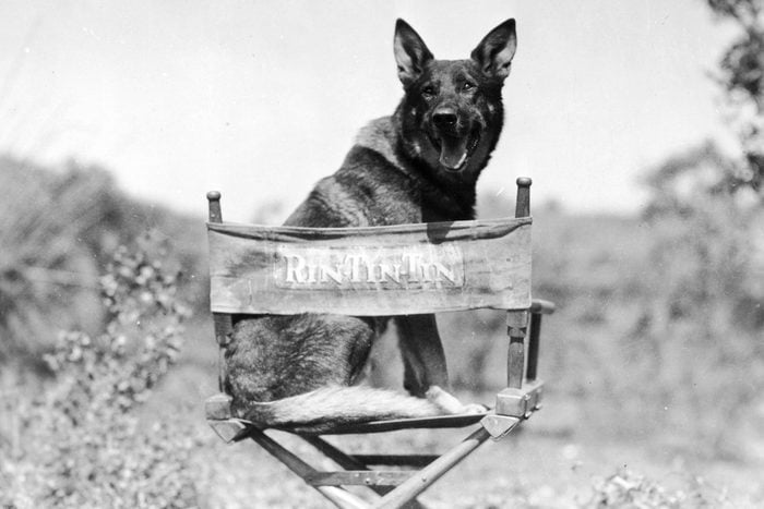 black and white photo of Rin Tin Tin german shepherd Dog Actor in a chair with his name in in
