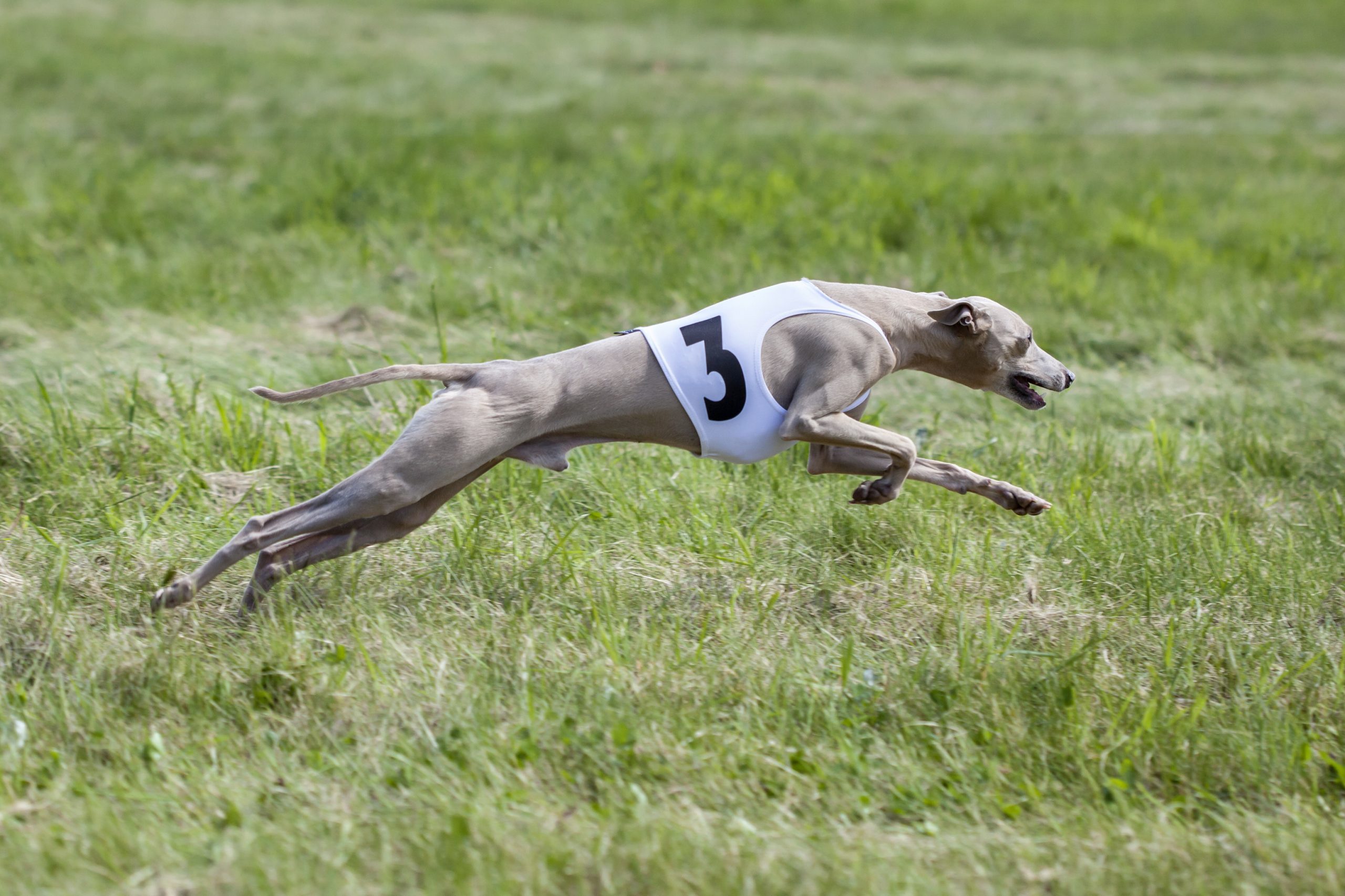 Greyhound coursing