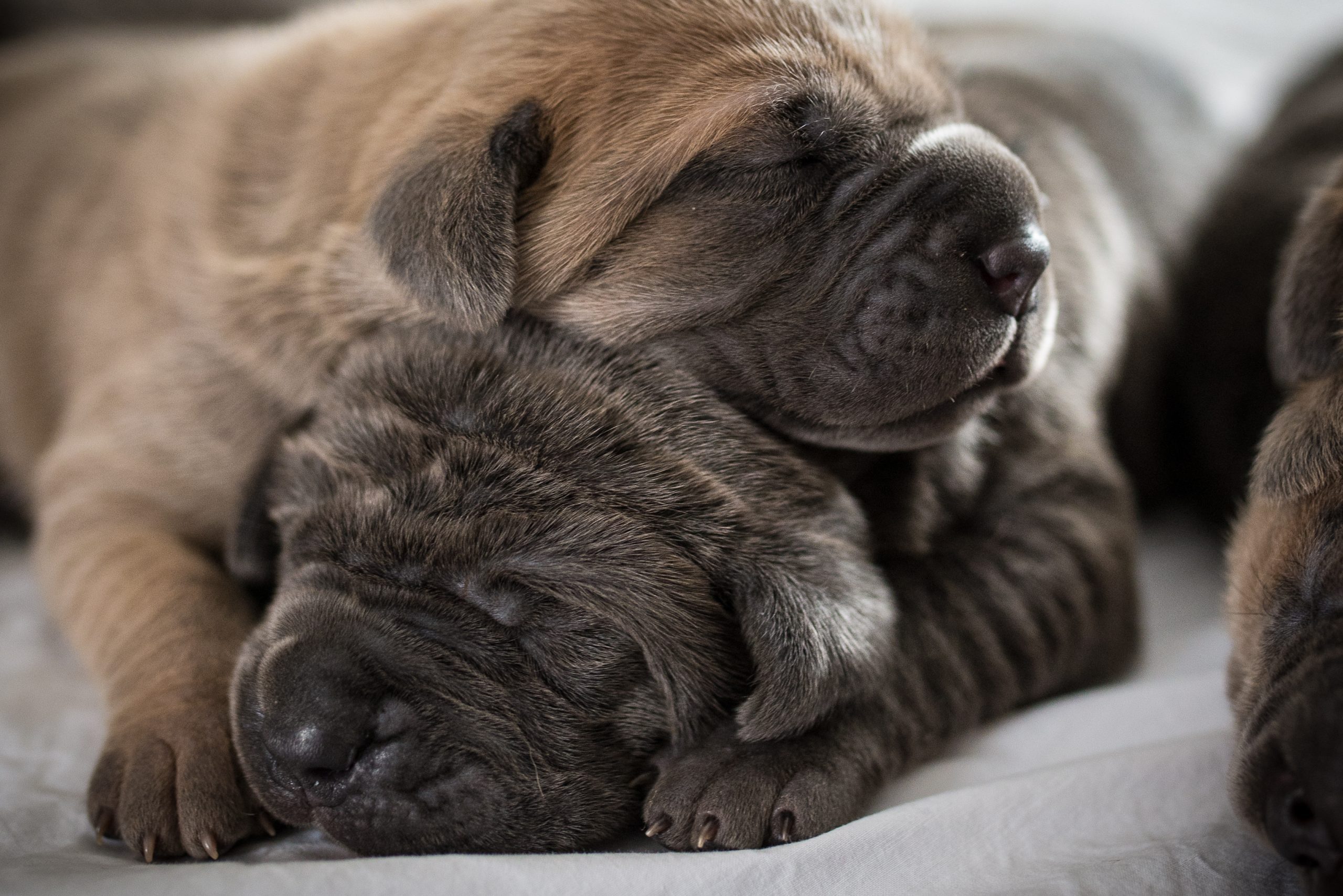 Two cane corso mastiff puppies sleeing in a pile