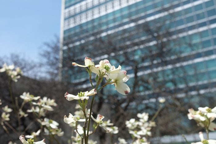 View of cherry blossoms with the UN General Assembly building in the background in New York City.