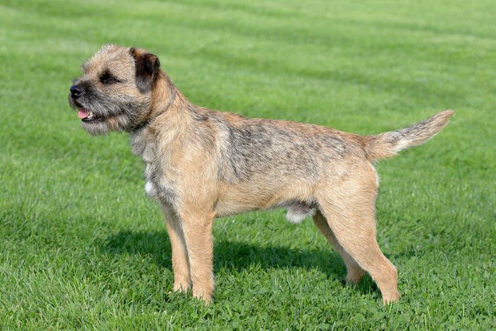 Typical Border Terrier on a green grass lawn